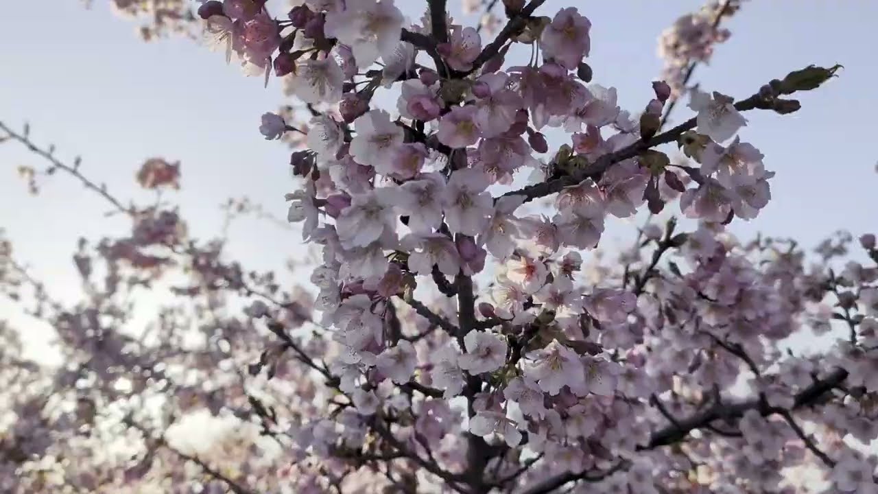 【半ノ木川沿いの河津桜】　愛知県犬山市　2026年3月10日（火）