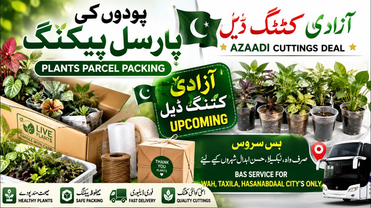 🇵🇰 Azaadi Cuttings Deal 2026 | Plants Parcel Packing | Wah, Taxila & Hasan Abdal Bus Service 🌿