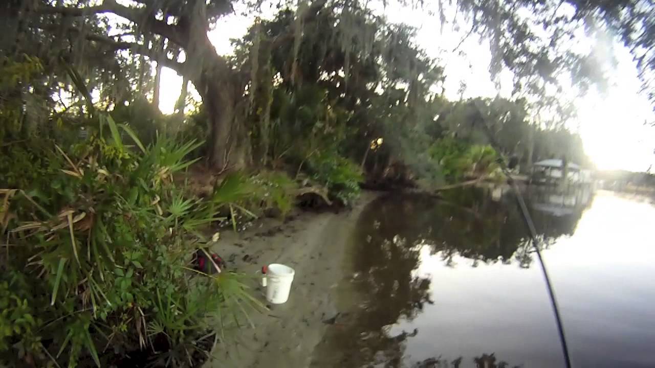 Alafia River- Shiner fishing