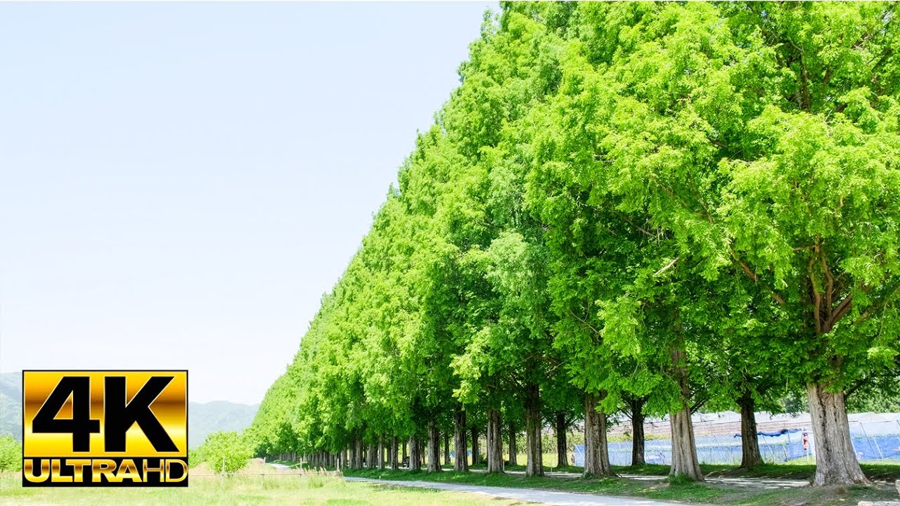 4K HDR マキノ高原のメタセコイア並木 Metasequoia Namiki