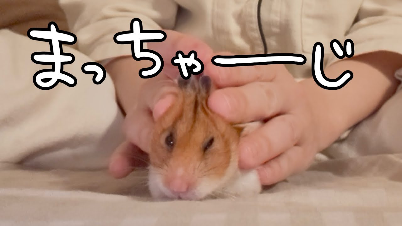 【11月】ぽかぽか きもちいでち【ゴールデンハムスター】#19