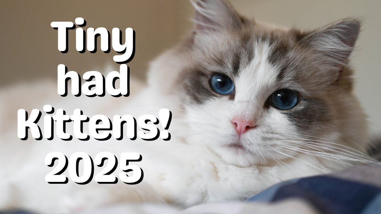 Ragdoll Cat Gives Birth to Cute Ragdoll Kittens | Ragdoll Kittens Birth to 8 Weeks Old