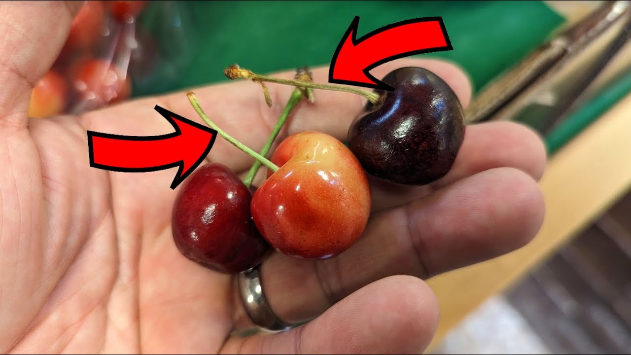 How to pick sweet juicy cherries | 3 secret tips
