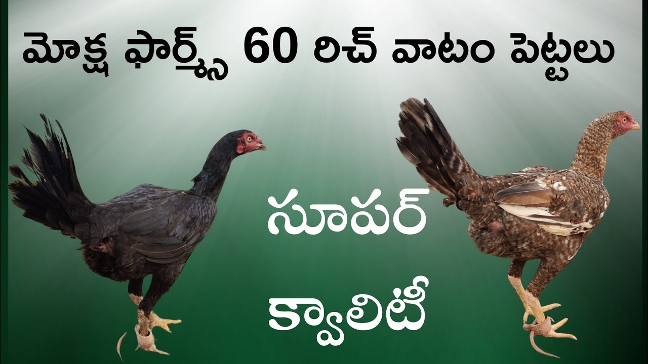 రిచ్ వాటం అర్జున్ అన్న 7386768968 చౌదరి గారు 9398679557