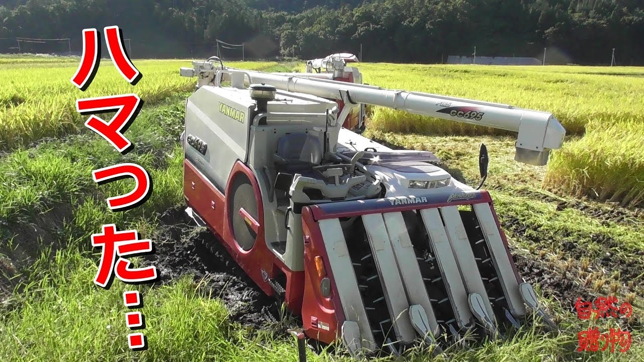 【稲刈り】悲劇！こんな所でハマった・・・ ヤンマーGC695
