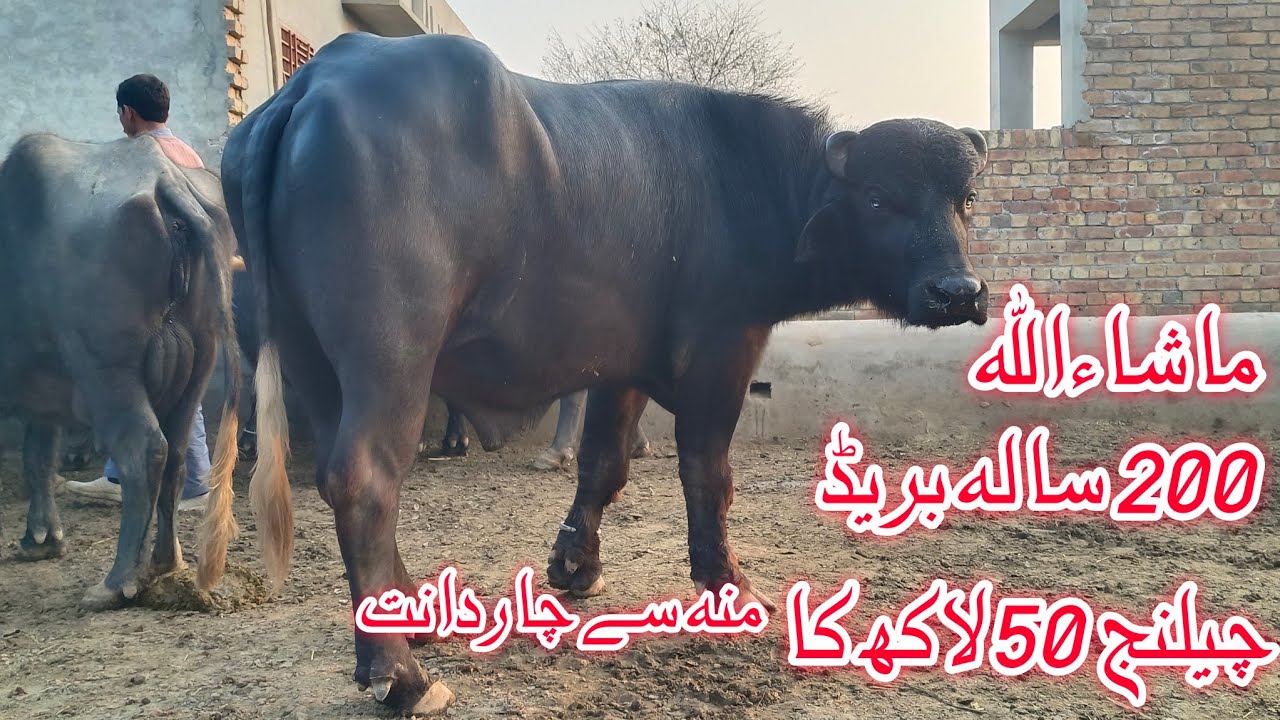 World beautiful Nili Buffalo's Bull for sale in Punjab Pakistan on YouTube 20 January 2026
