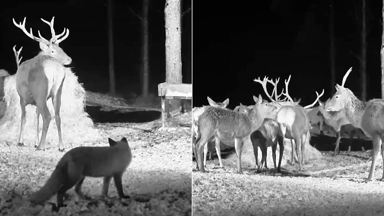 Hirvekaamera: (Cervus elaphus)~Fox, Hinds, calves and stags at the feeding place~1:22 am 2023/12/13