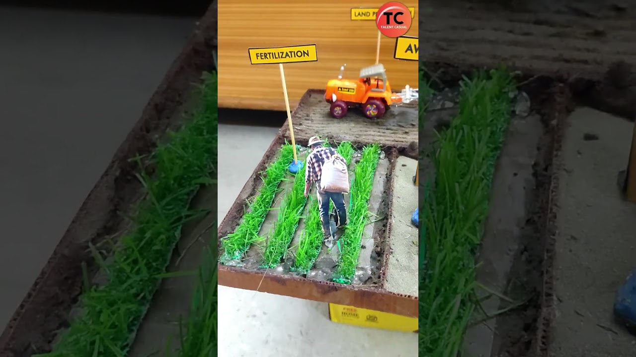 Field Days | Rice Crop Harvesting Static Model #creative #innovation #miniature