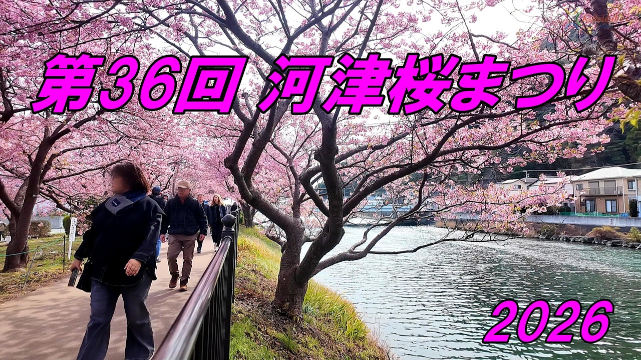 第36回 河津桜まつり