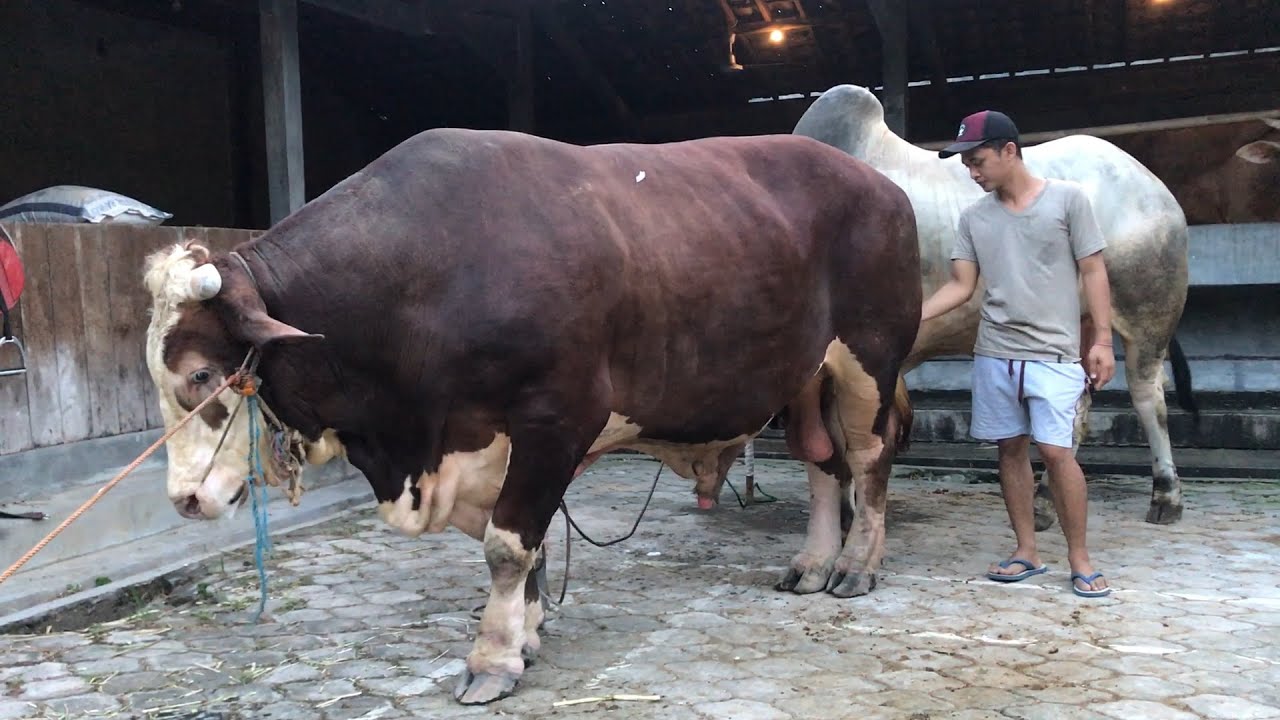 Kedatangan 2 sapi baru di kandang Setia Farm | SAPI 1 TON siap qurban