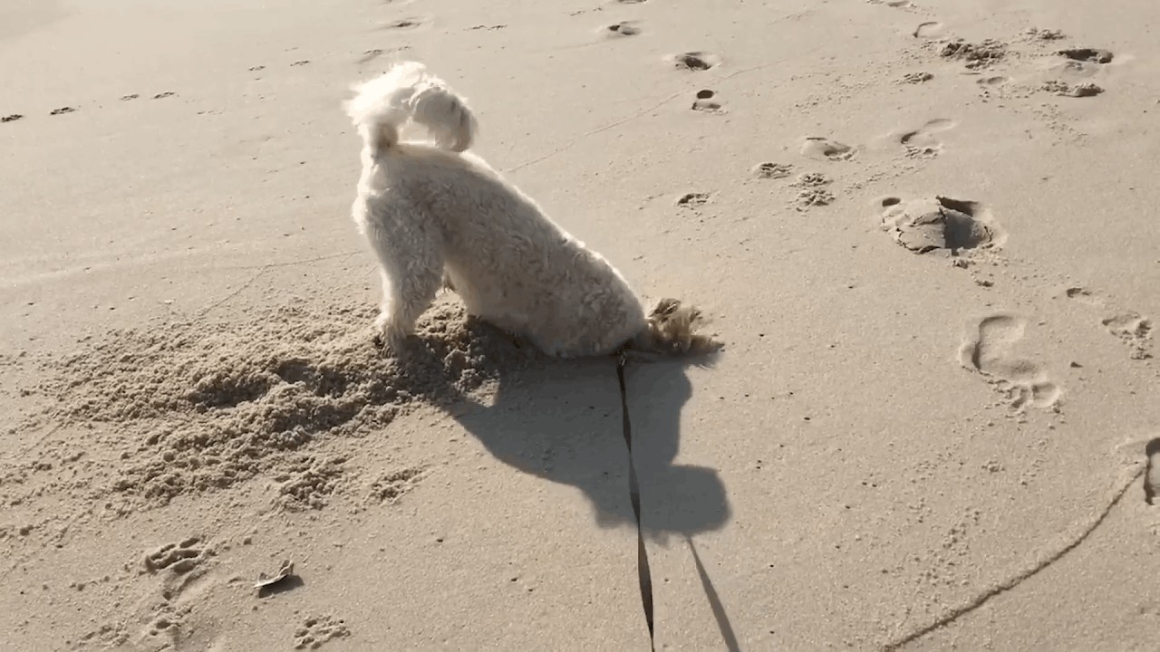 Funny and cute pets part 9.