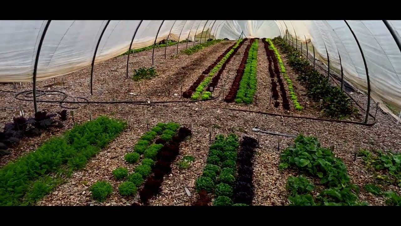 Farmers' Market Update & What's Growing 11-20-2025