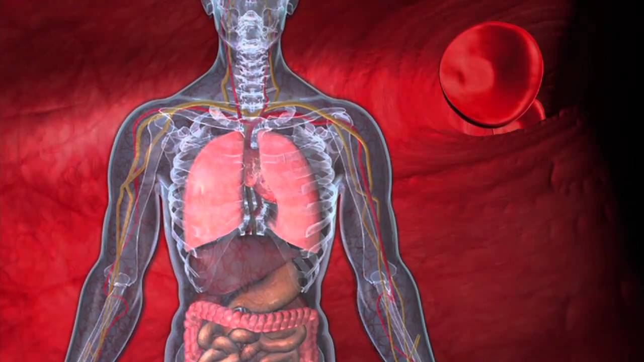 MediQUANT - Bemer Mikrozirkulation - Bessere Versorgung von Organen und Geweben