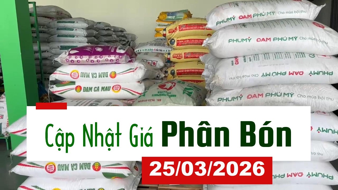 Cập Nhật Gi&aacute; Ph&acirc;n B&oacute;n H&ocirc;m Nay 25/03/2026 #gi&aacute;ph&acirc;nb&oacute;n