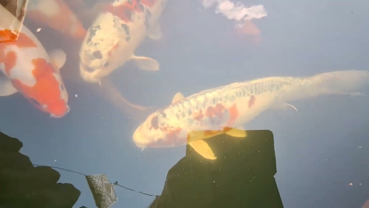 Dead fish 😪 my trip to Newark no footage enjoy 😄🐟