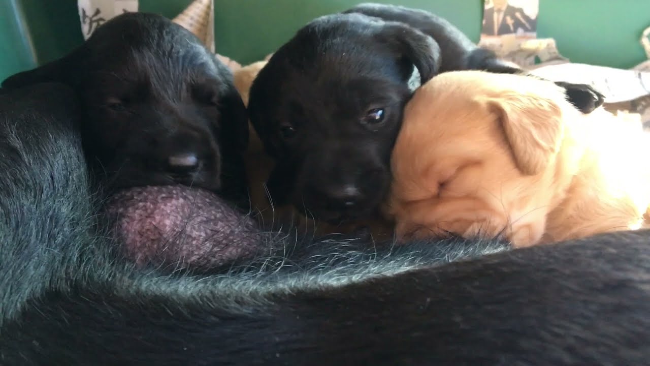 Labrador puppy 21days old♪ラブラドールレトリーバーの子犬たち・生後21日目・午前中の授乳タイム。凸凸凸凸凸凸凸凸争奪戦がはげしくなってきました♪