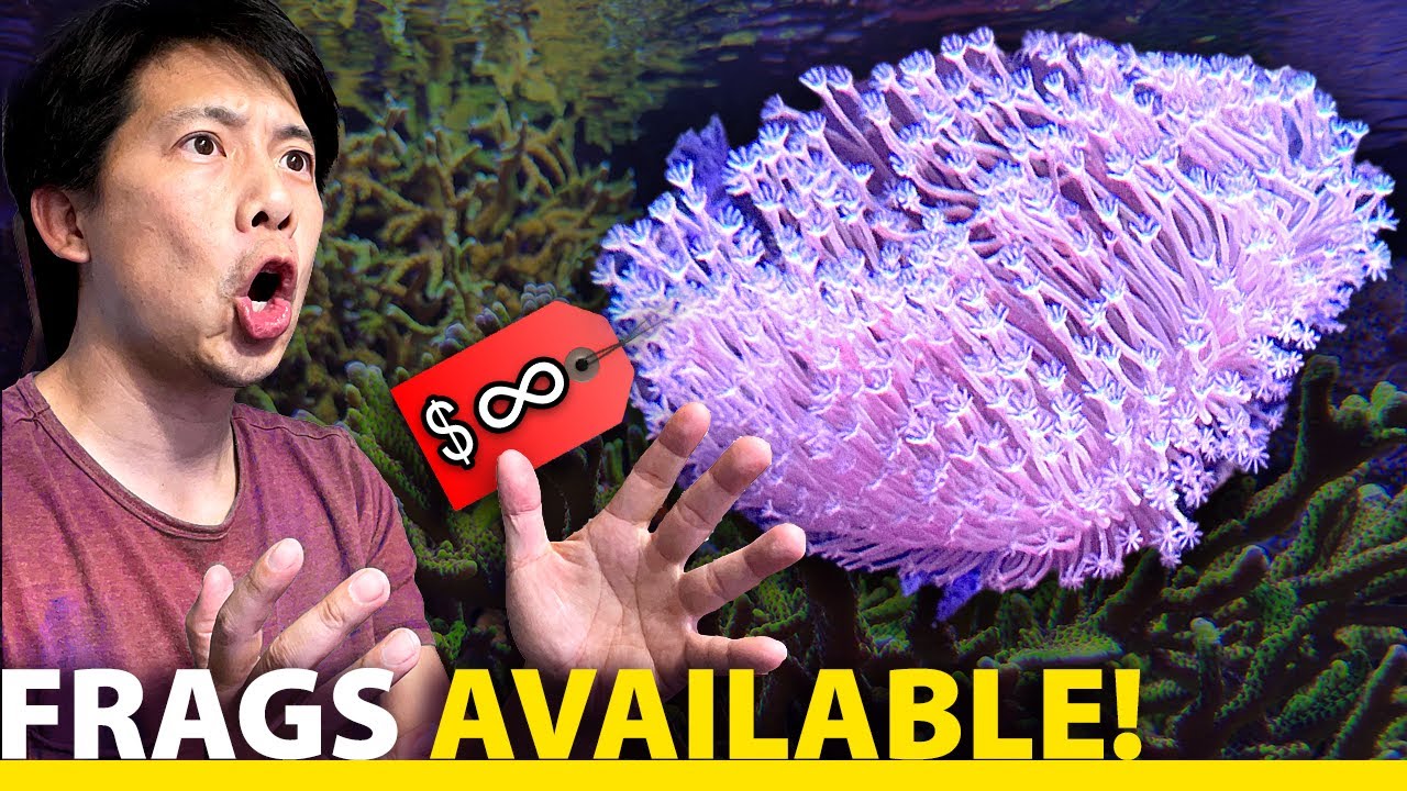 I fragged the legendary Weeping Willow Leather Coral!