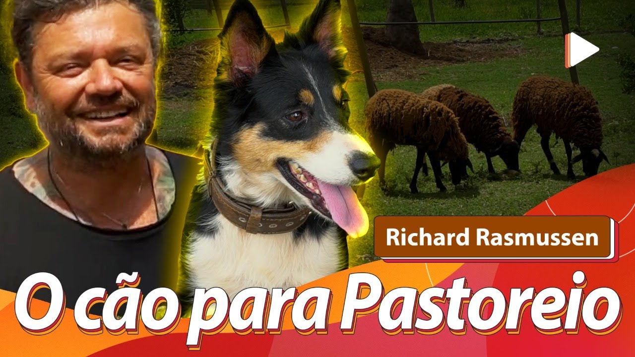 BORDER COLLIE O CÃO PERFEITO PARA PASTOREIO DE OVELHA com @richardrasmussenselvagem | BAW WAW
