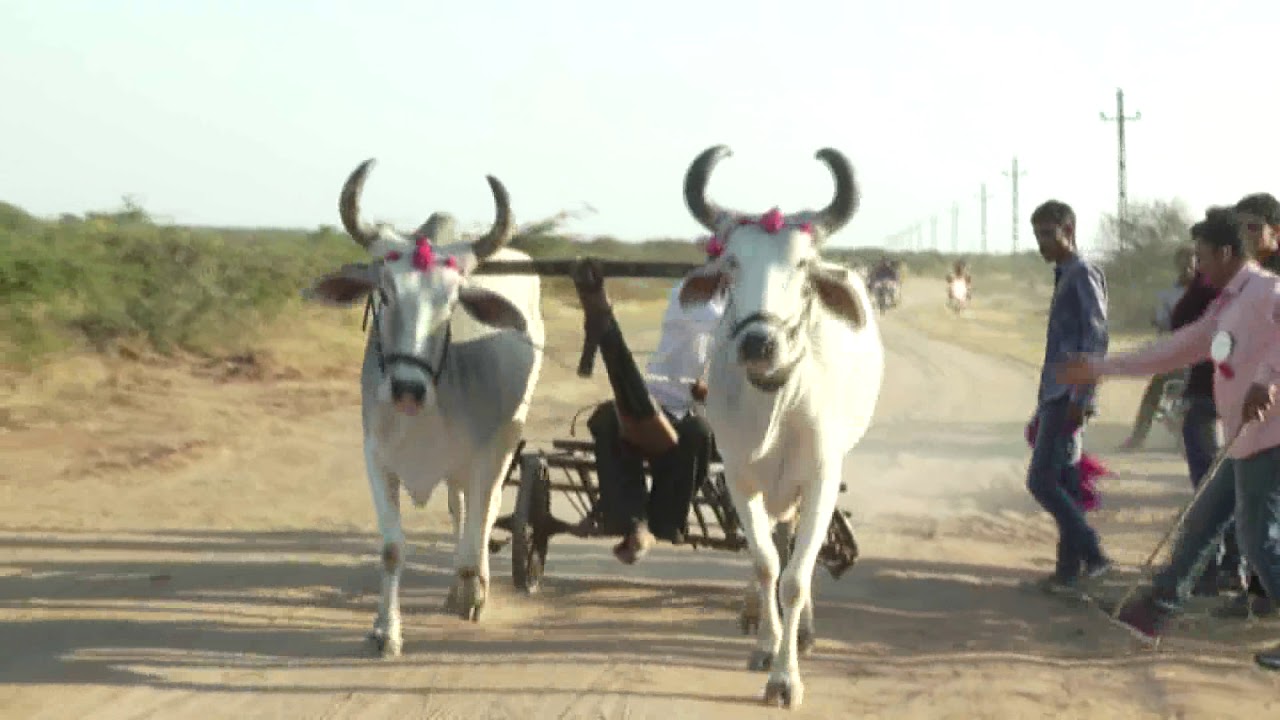 Hamiramora rekdadod 2018