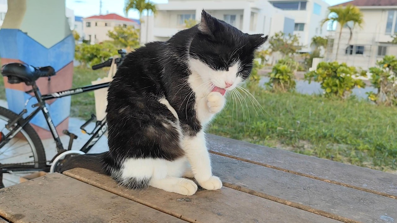 2026.1.16 猫巡り ビーチ猫のみなみちゃん食後の毛繕い