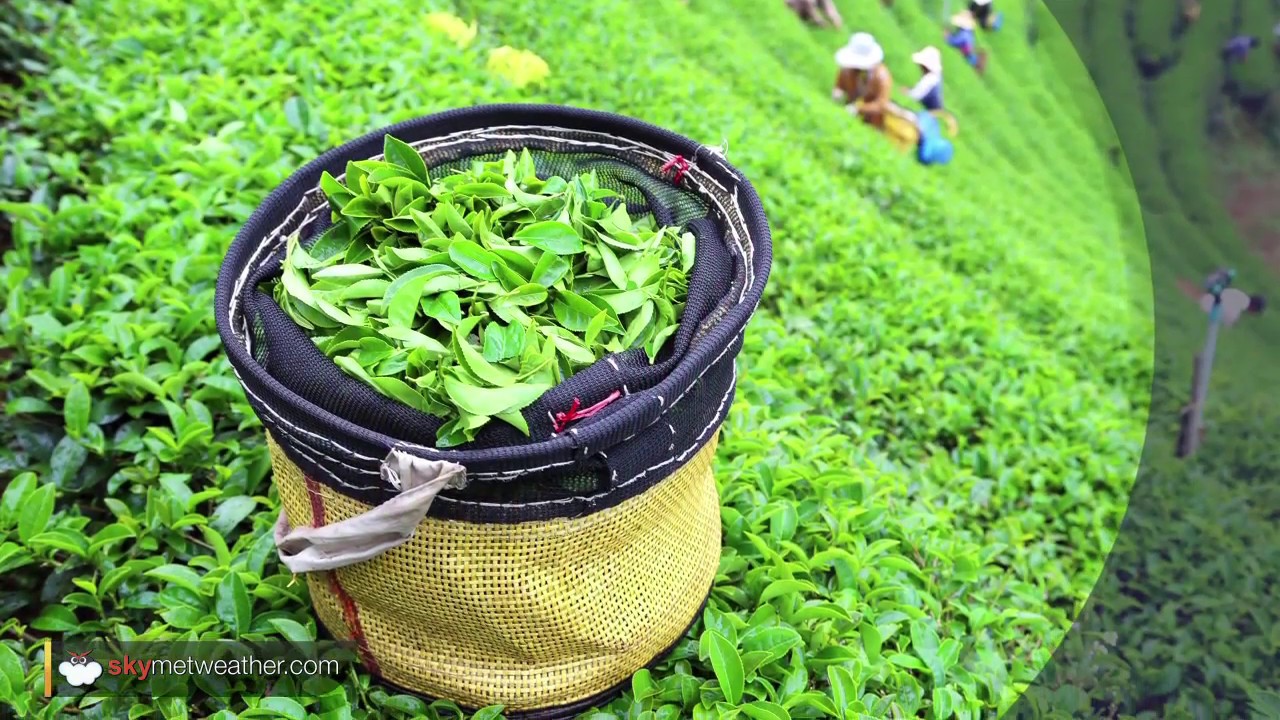 Rain, hailstorm in Assam damage tea plantations | Skymet Weather