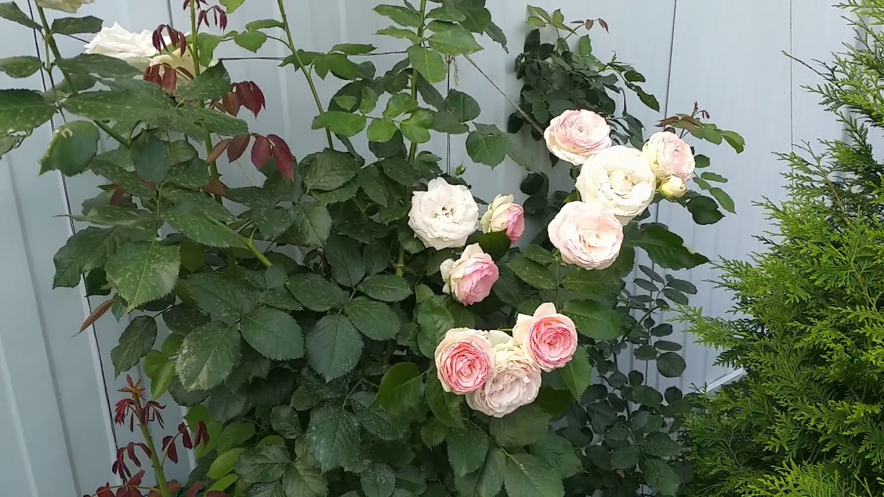 Розы Пьер де Ронсар и Эрик Тамберли отзыв.