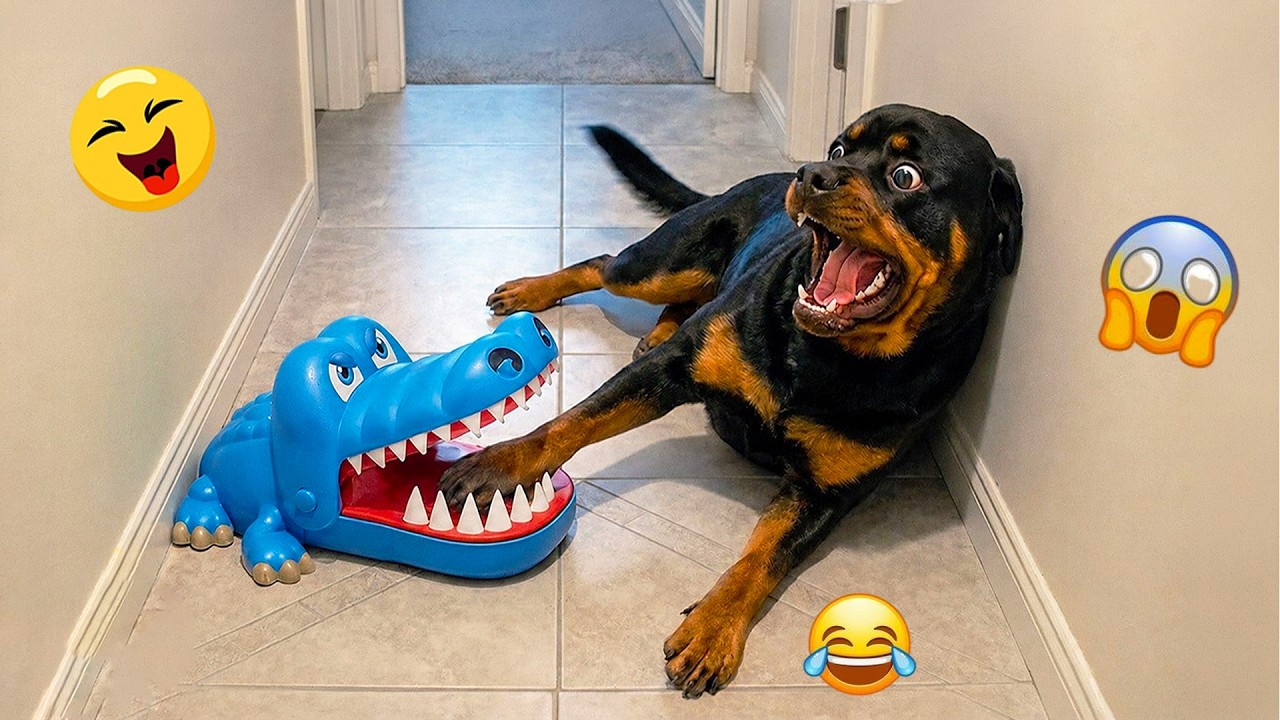 Try Not To Laugh 🤣 Most Watched Funny Dog Videos Compilation 🐶 #43