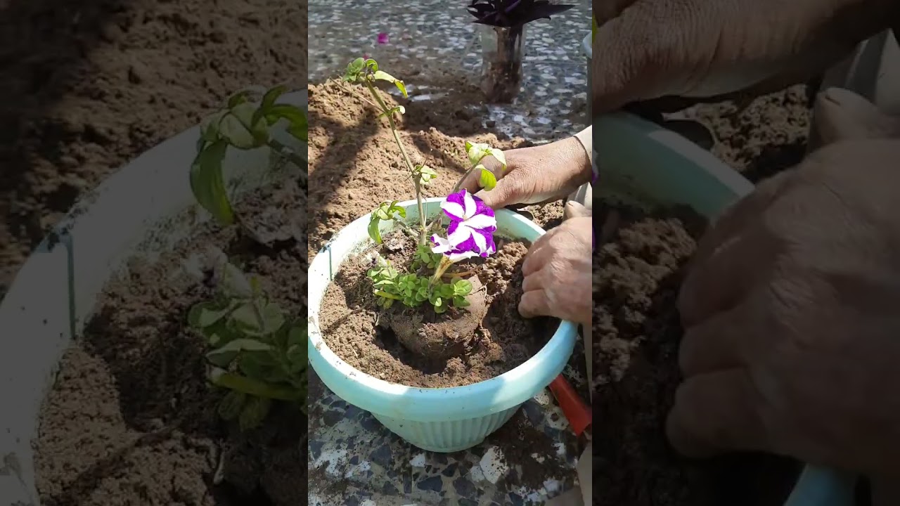 كيف نحافظ على التربة والجذور عند نقل النباتات من سنادين صغيرة الى سنادين اكير #متعة_الزراعة 