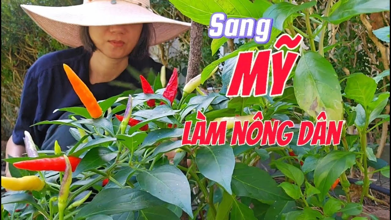 Sang Mỹ làm nông dân trồng cây, làm vườn cuộc sông người Việt ở Houston Texas | @thanhlichcuocsongmy