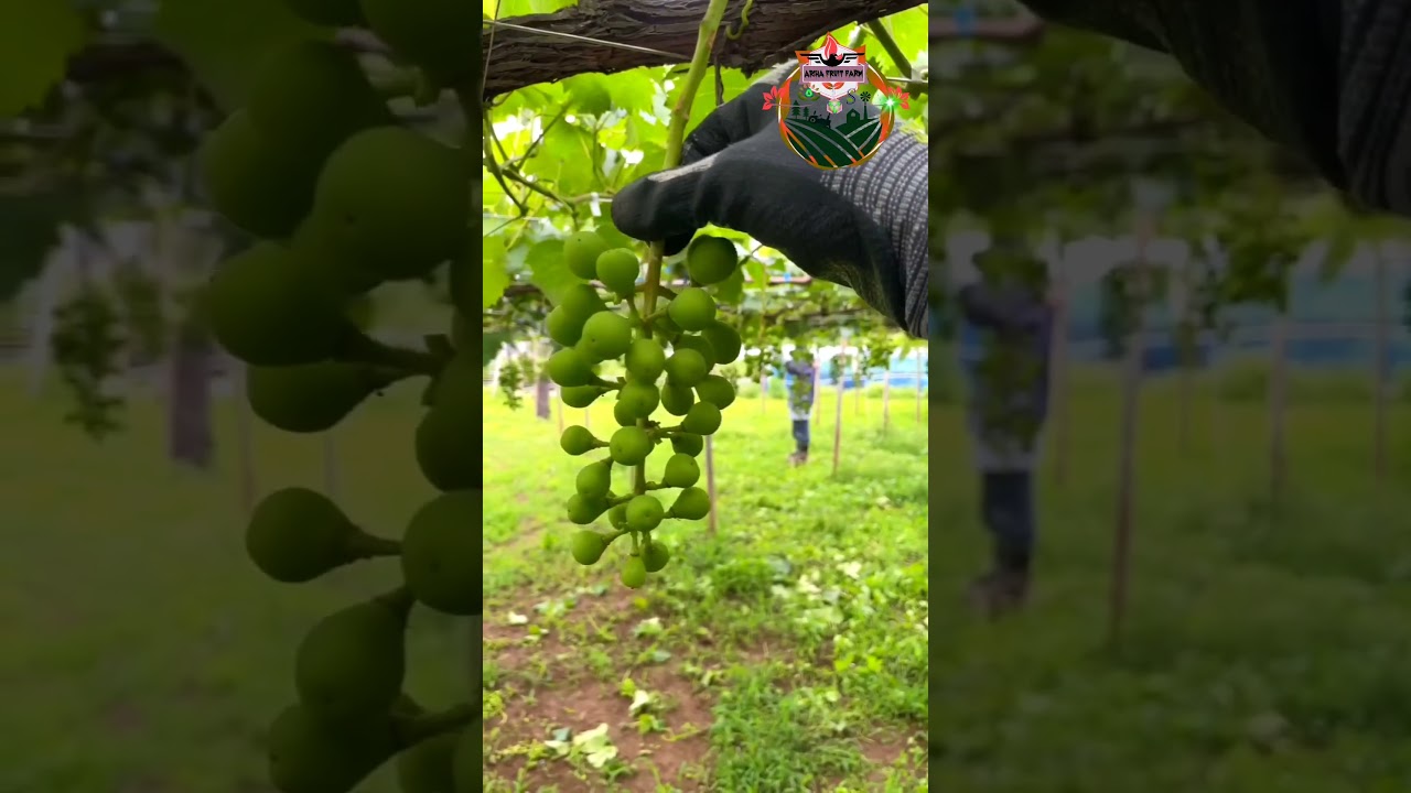 grapes bunch thinking
