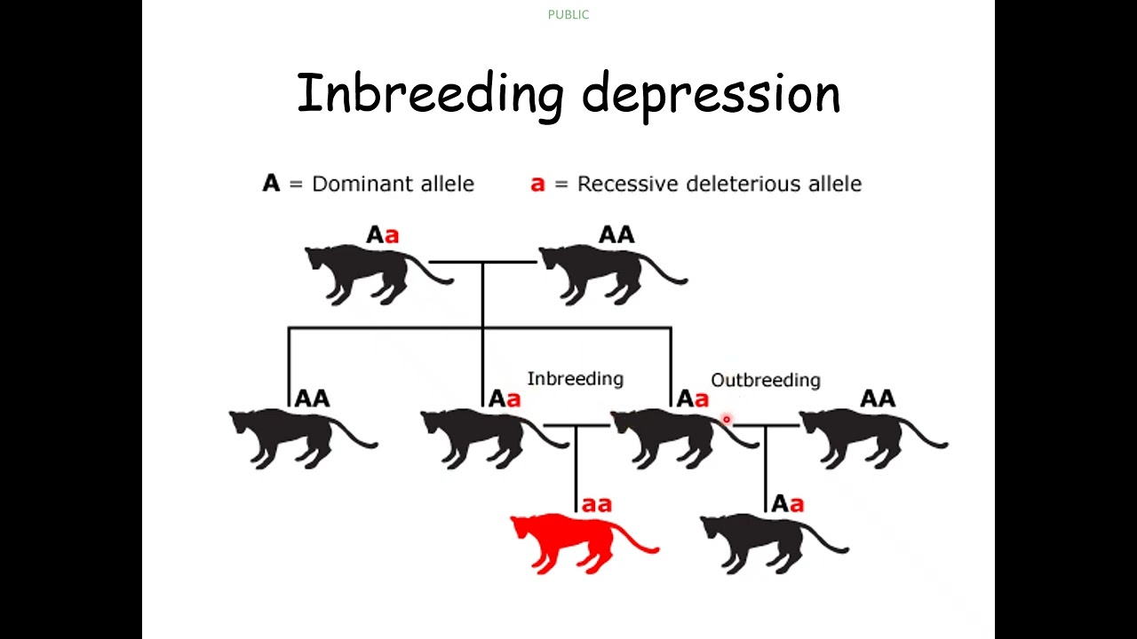 2  - Plant and animal breeding