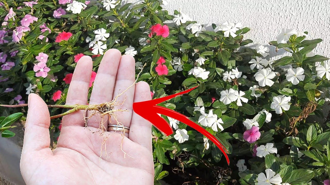 COMO FAZER MUDA DE VINCA USANDO O GALHO❗️