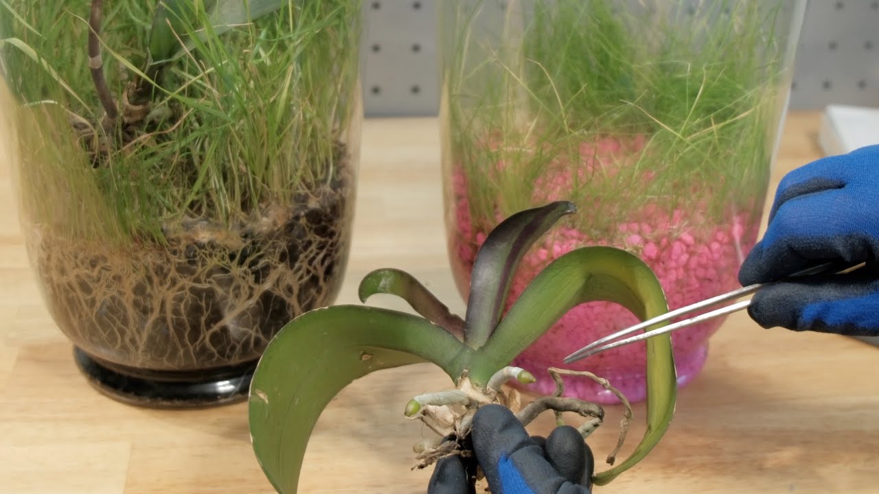 Growing orchids on green grass instead of live moss. Rehabilitation update
