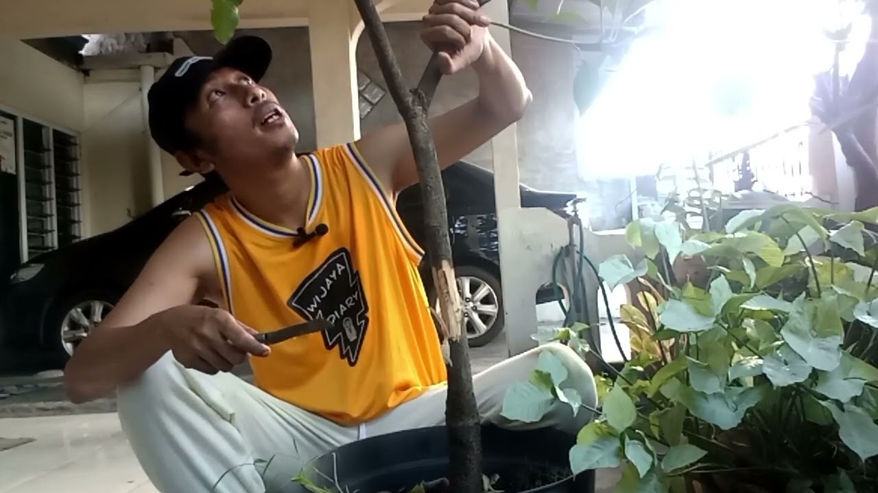 Paksa Pohon Mangga Biar Cepat Berbuah