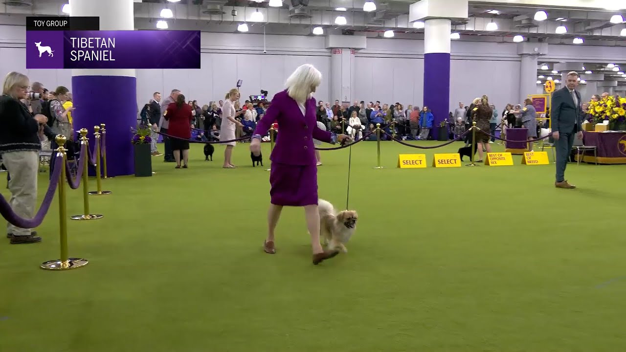 Tibetan Spaniel | Breed Judging 2025