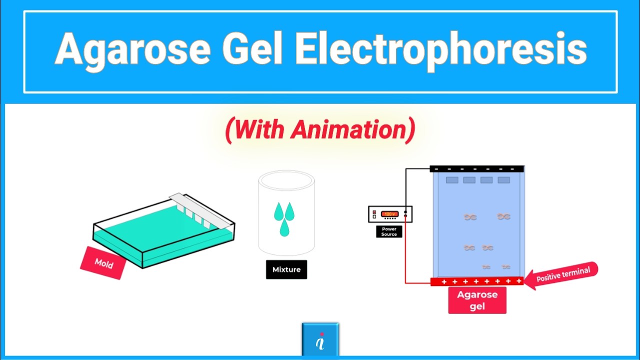 Agarose gel electrophoresis (Animation)