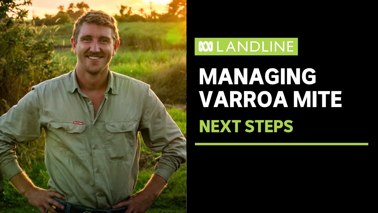 Living with varroa mite, and calls for exit packages for honeybee industry | Landline