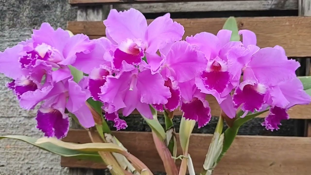 A História da Orquídea Cattleya Labiata