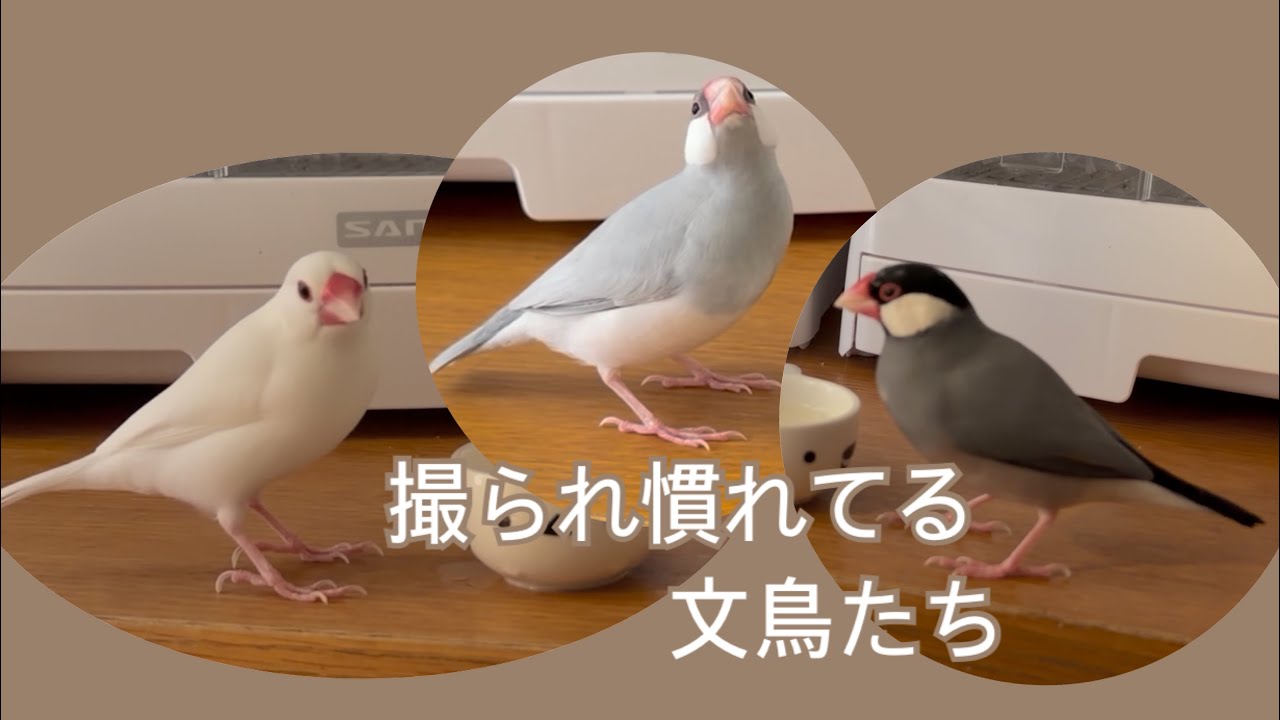 撮影されることに慣れている文鳥は期待にこたえてくれます