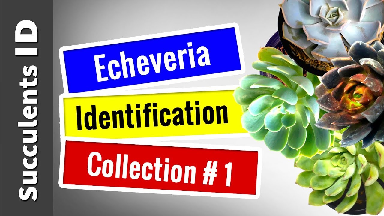 SUCCULENT TYPES | Echeveria Collection #1 || Succulent Identification