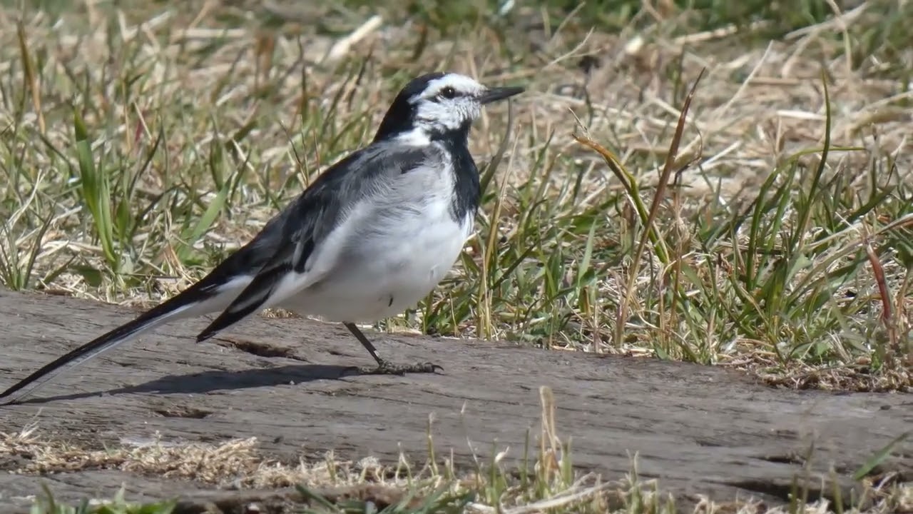 野鳥・ハクセキレイ　　片足のケンケン遊びや白鶺鴒