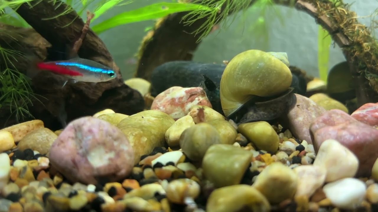 mellow shrimp tank