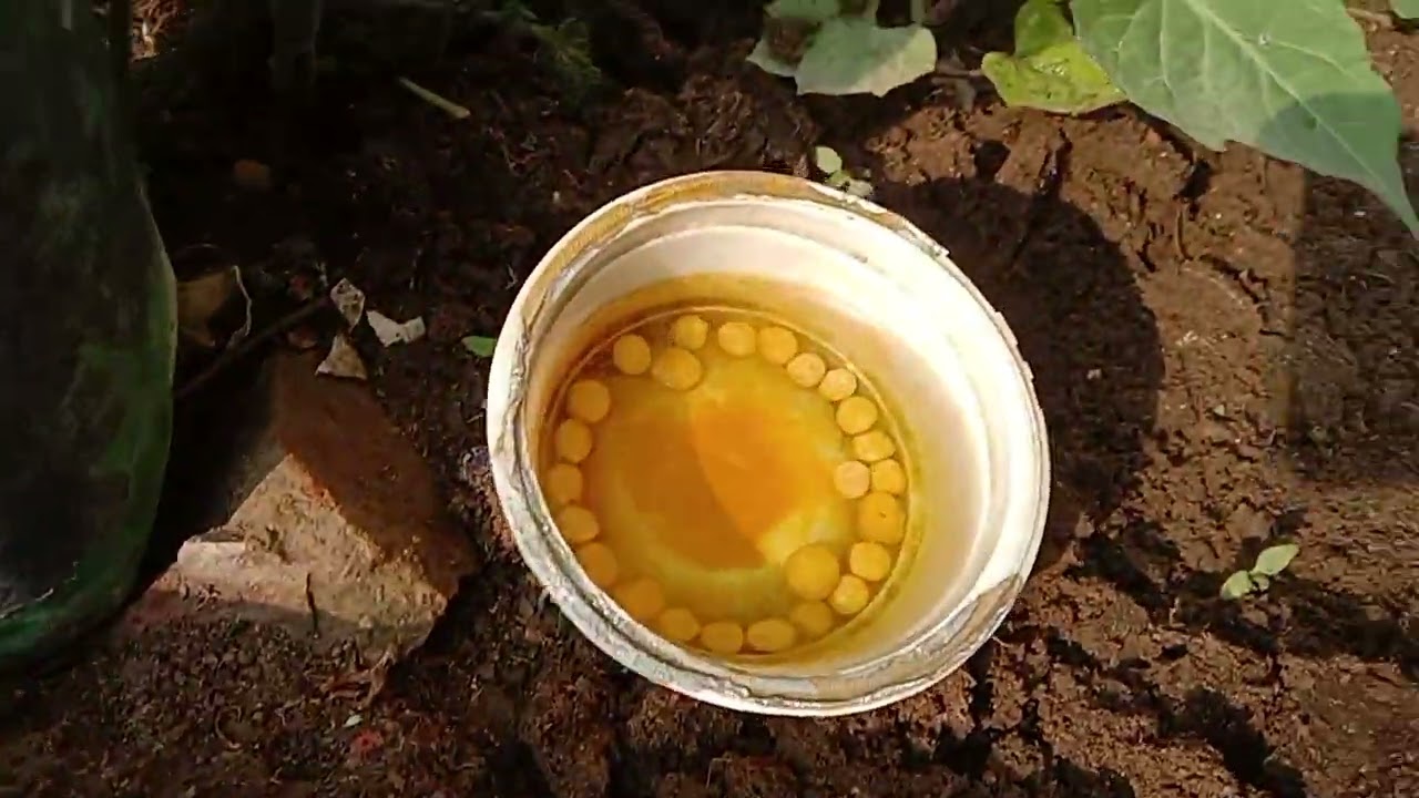 November month mein mater/peas grow kijiye((678)