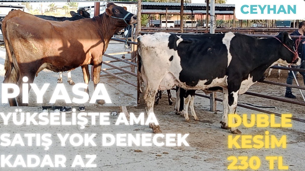 17.05.2023 CEYHAN BÜYÜKBAŞ HAYVAN PAZARI #kurbanlıkfiyatları #sütineği#simental #holstein#buzağı