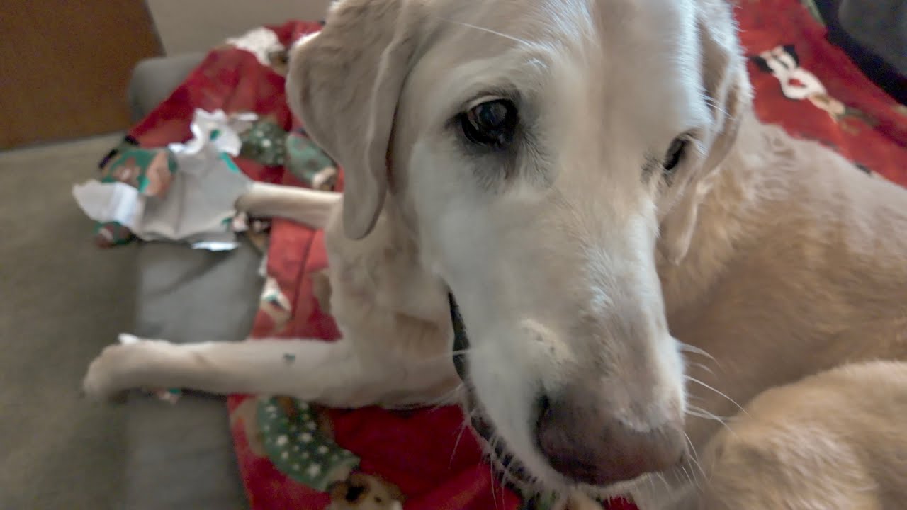 Opening Christmas Presents with the Stinky Crew