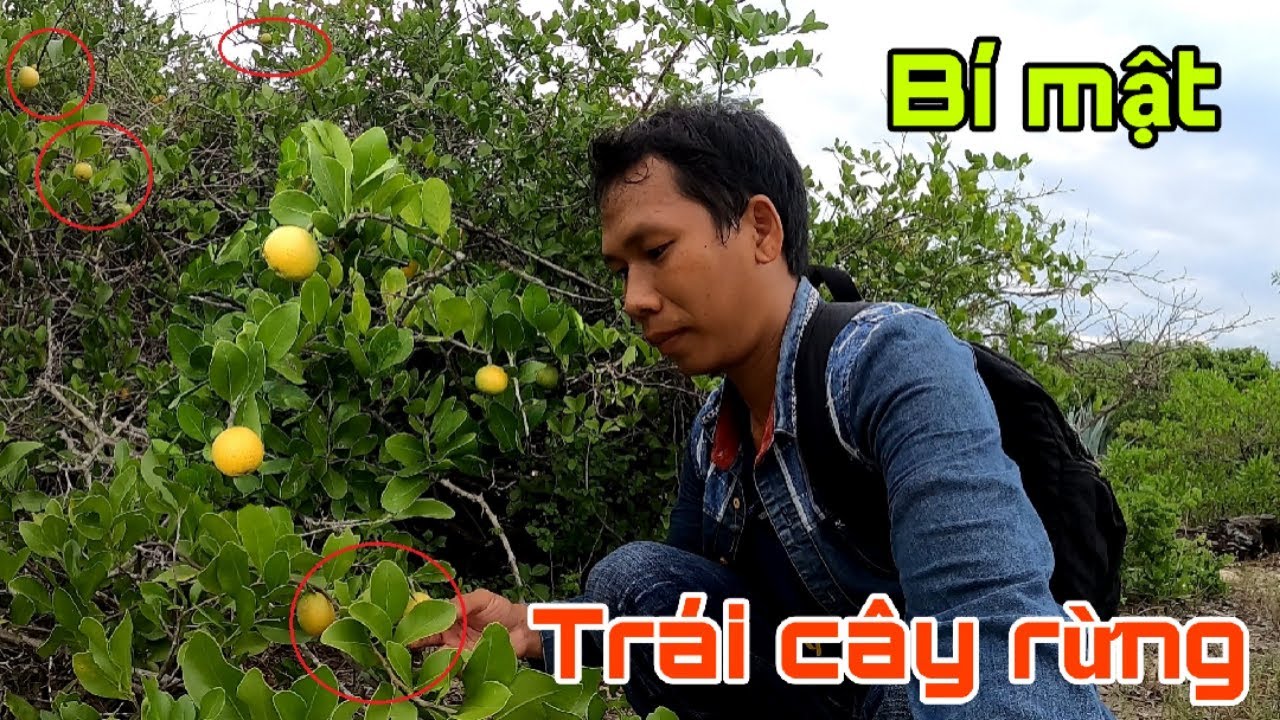 Đi Hái Trái Cây Rừng, Me Dương Và Chanh Đường Miền Biển | Trái Cây Dại Miền Biển