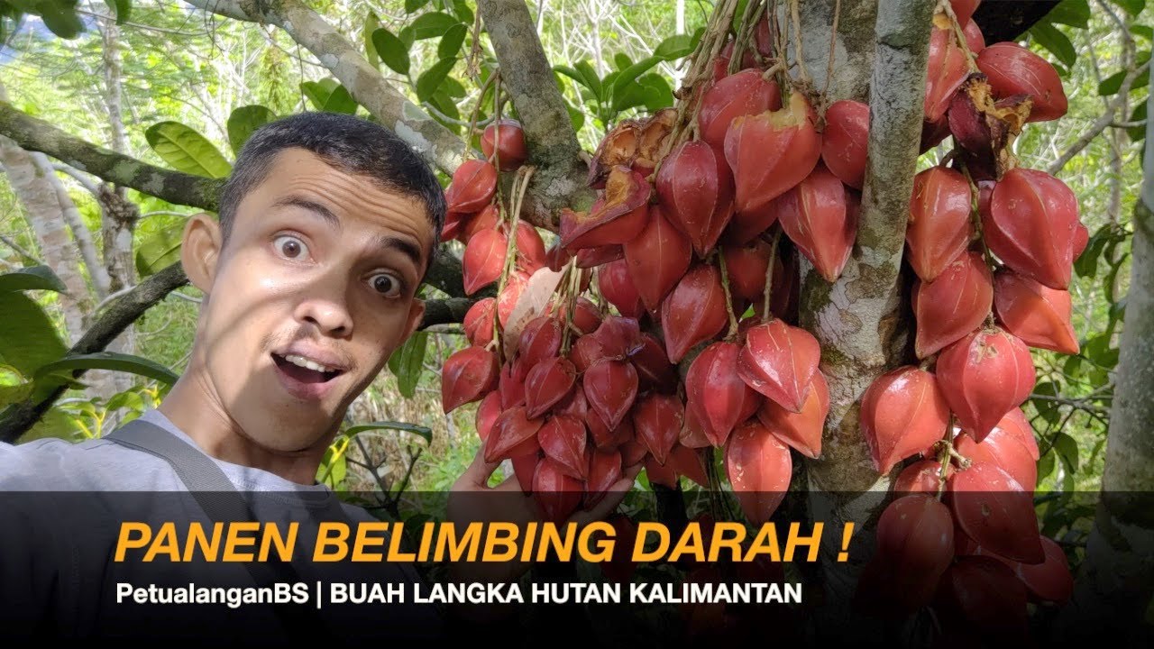 PANEN BUAH LANGKA KALIMANTAN - BELIMBING DARAH | BUAH INI BANYAK PEMINATNYA
