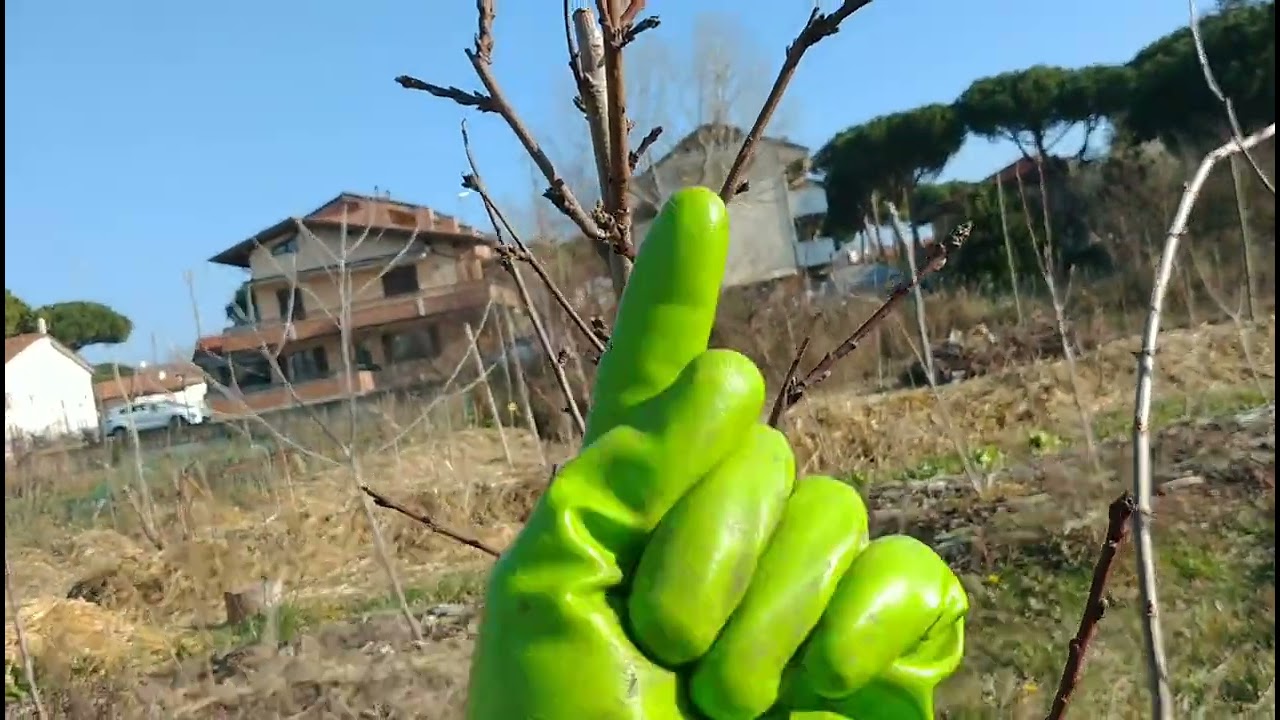 Potatura di ATTECCHIMENTO dei Frutti a Radice nuda