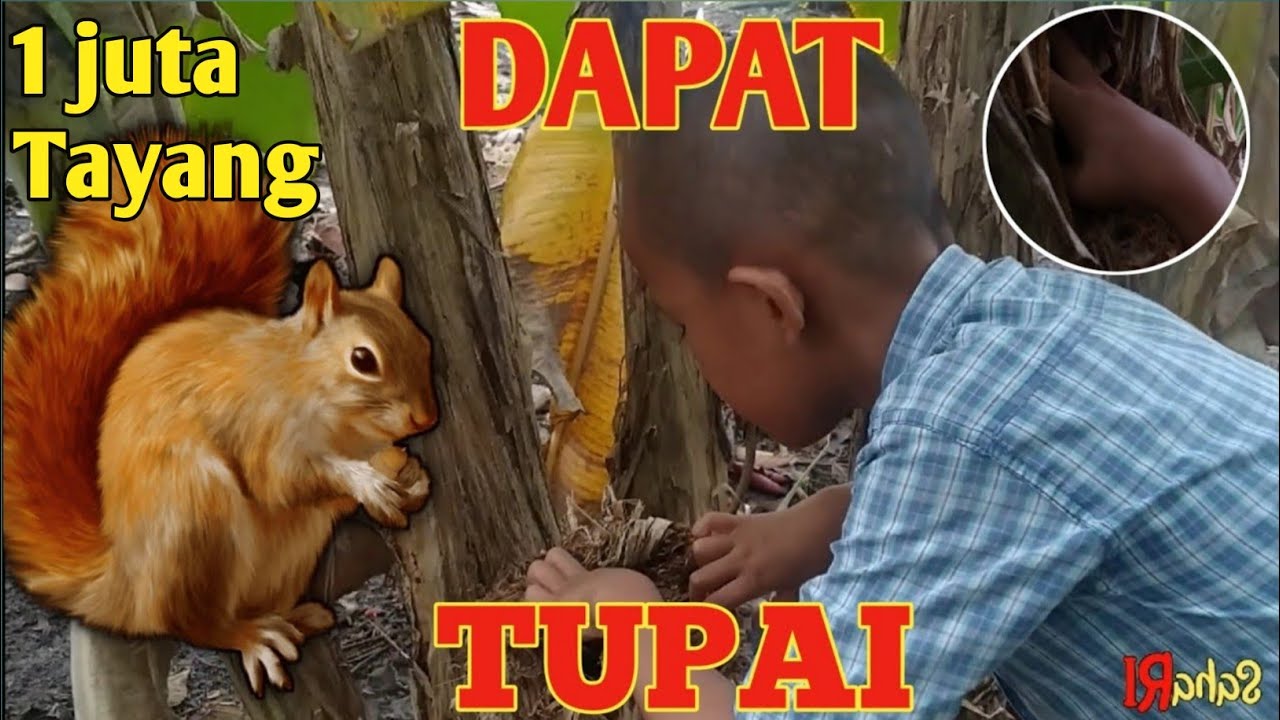 EKSPERIMEN SARANG TUPAI || baby tupai