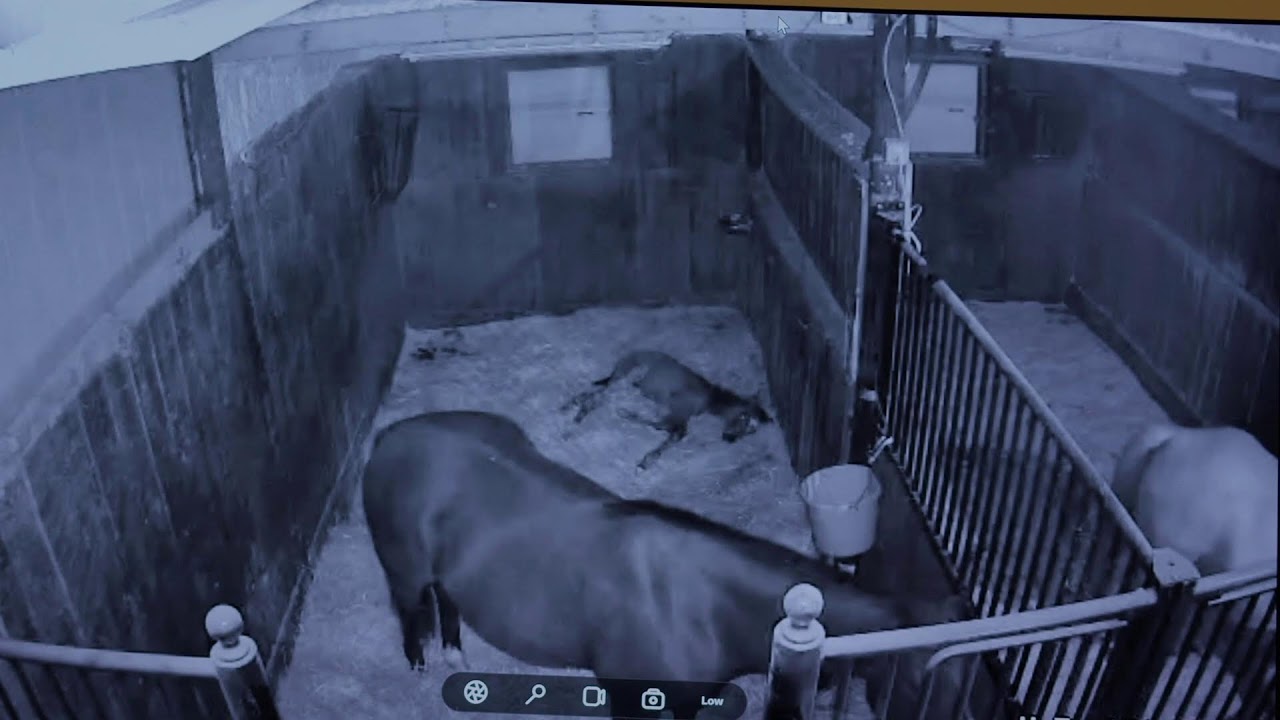 Foal Watch Live Cam- 02.10.26